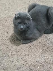 Lost Male Cat last seen It's a complex he doesn't usually go far it's between Zerby Ave and Grove St, Edwardsville, PA 18704
