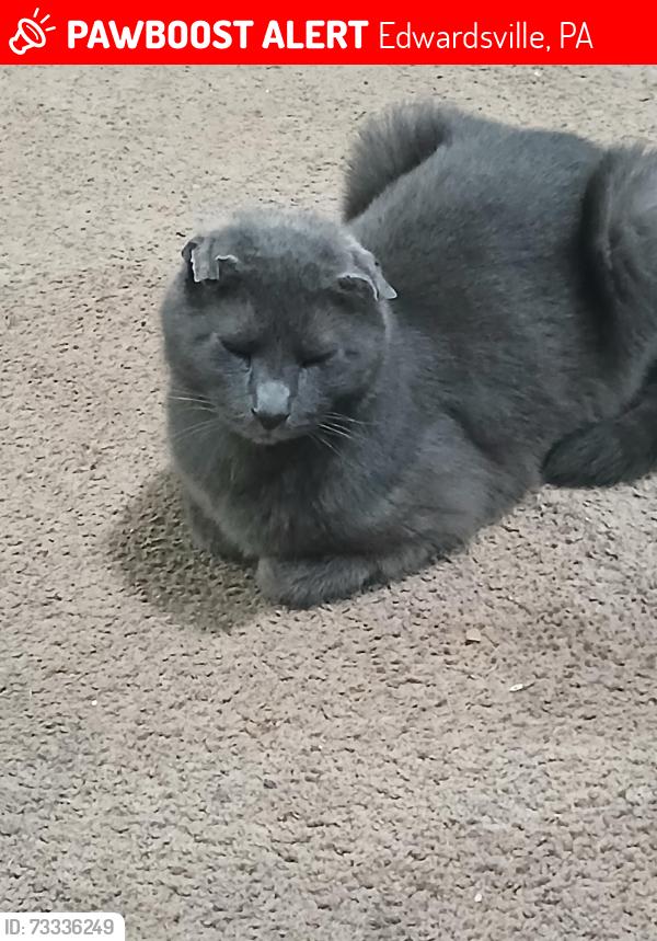 Lost Male Cat last seen It's a complex he doesn't usually go far it's between Zerby Ave and Grove St, Edwardsville, PA 18704