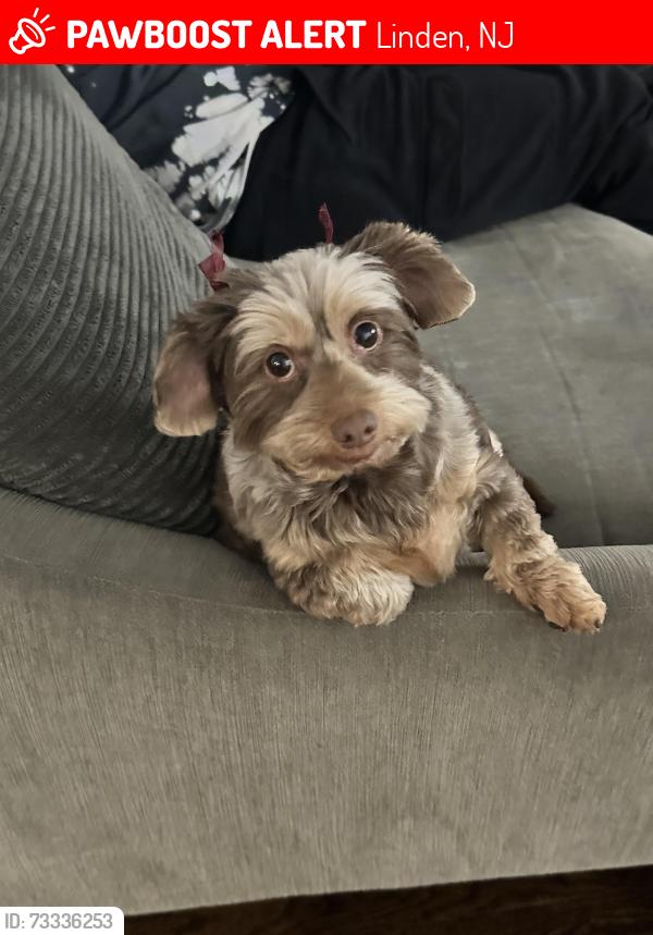 Lost Female Dog last seen Elmwood Terrace and Stiles Street Linden, Linden, NJ 07036