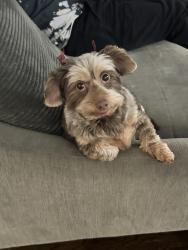 Lost Female Dog last seen Elmwood Terrace and Stiles Street Linden, Linden, NJ 07036