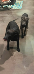 Found/Stray Female Dog last seen Near BURNETT RANCH RD, Wimberley, TX 78676