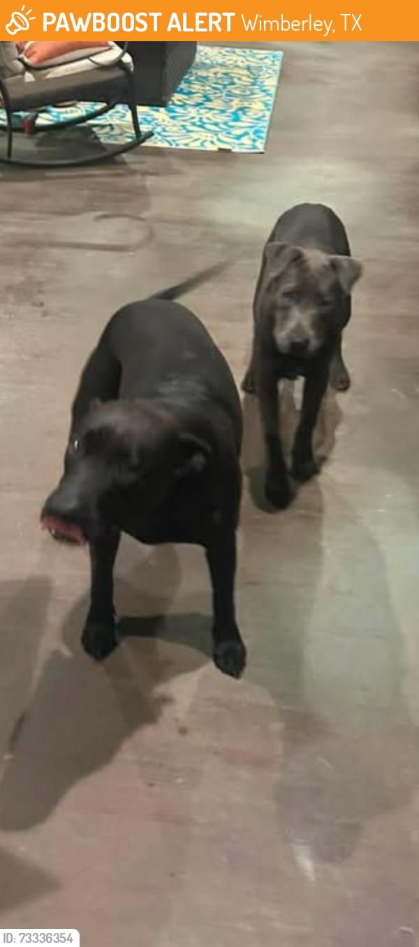 Found/Stray Female Dog last seen Near BURNETT RANCH RD, Wimberley, TX 78676