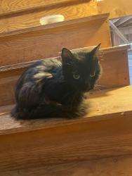 Found/Stray Female Cat last seen Near Rt 4 Bauneg Beg Lake Fern Ln, Newton, MA 02468