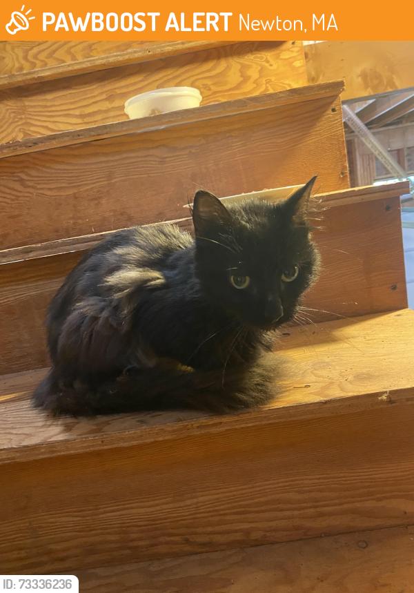 Found/Stray Female Cat last seen Near Rt 4 Bauneg Beg Lake Fern Ln, Newton, MA 02468