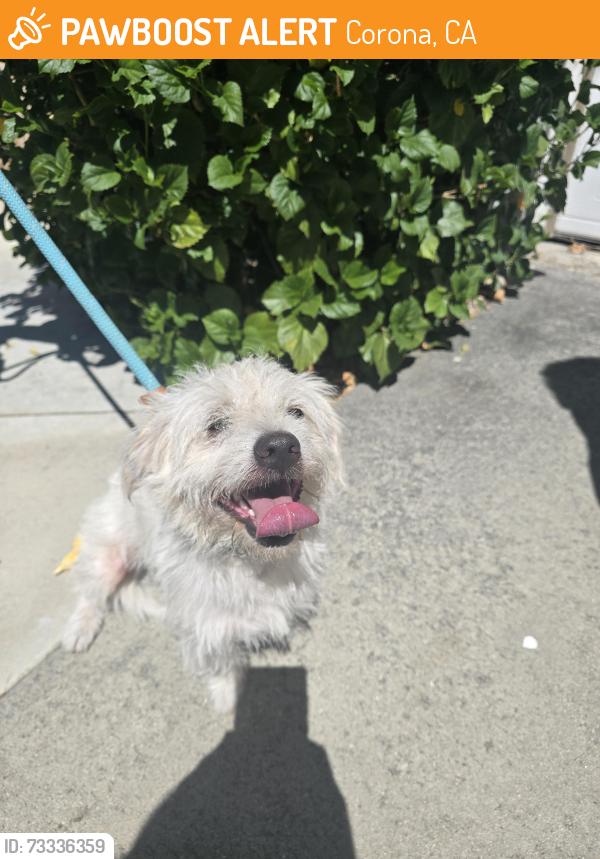 Found/Stray Male Dog last seen Marshall Ln and Cottonwood, Corona, CA 92879