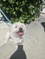 Found/Stray Male Dog last seen Marshall Ln and Cottonwood, Corona, CA 92879