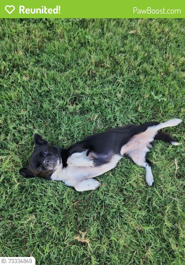 Reunited Female Dog last seen Hercules street, Killeen, TX 76542