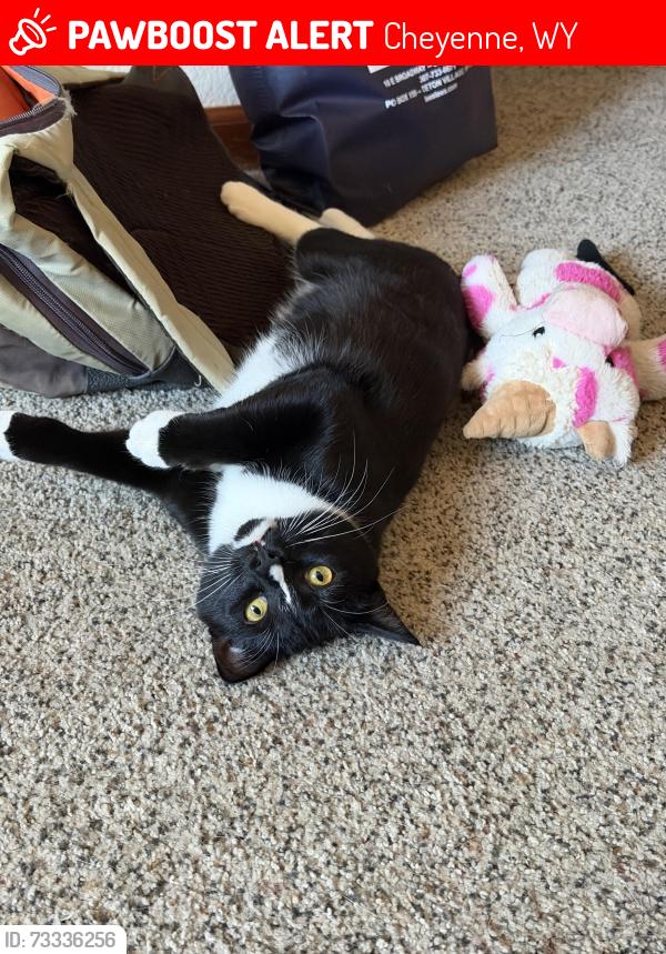 Lost Female Cat last seen Horse Creek Rd. & Star Pass Rd., Cheyenne, WY 82003