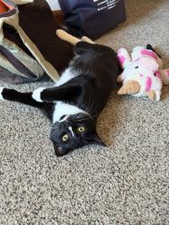 Lost Female Cat last seen Horse Creek Rd. & Star Pass Rd., Cheyenne, WY 82003