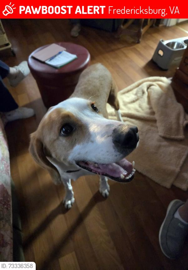 Lost Male Dog last seen Fredericksburg Baptist Church Area, Fredericksburg, VA 22408