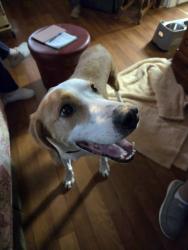 Lost Male Dog last seen Fredericksburg Baptist Church Area, Fredericksburg, VA 22408
