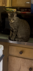 Lost Male Cat last seen Old Kirn Field/ Fairmont Park, Council Bluffs, IA 51503