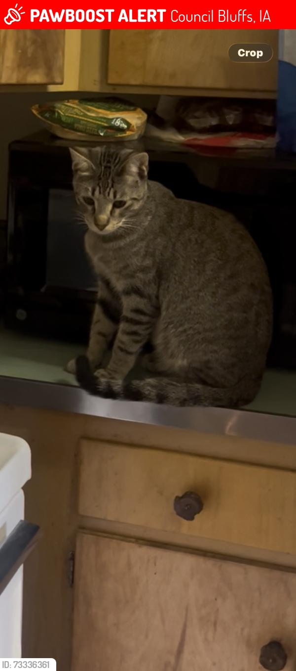 Lost Male Cat last seen Old Kirn Field/ Fairmont Park, Council Bluffs, IA 51503