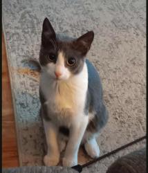 Reunited Male Cat last seen Lees summit rd and 24hwy independence Missouri, Independence, MO 64050