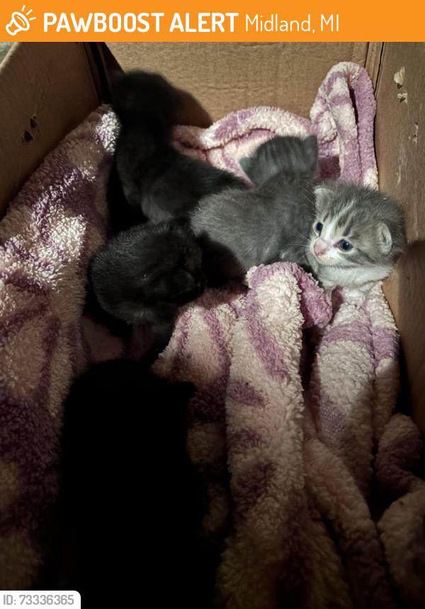 Found/Stray Unknown Cat last seen E. Haley St., Midland, MI 48640