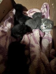 Found/Stray Unknown Cat last seen E. Haley St., Midland, MI 48640
