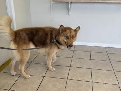 Found/Stray Male Dog last seen Chase Rd and settlers creek, Lakeland, FL 33810
