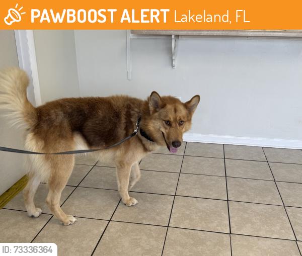 Found/Stray Male Dog last seen Chase Rd and settlers creek, Lakeland, FL 33810
