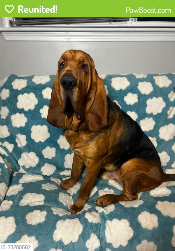 Reunited Male Dog last seen Last seen Binns Rd. near kings dominion park., Doswell, VA 23047