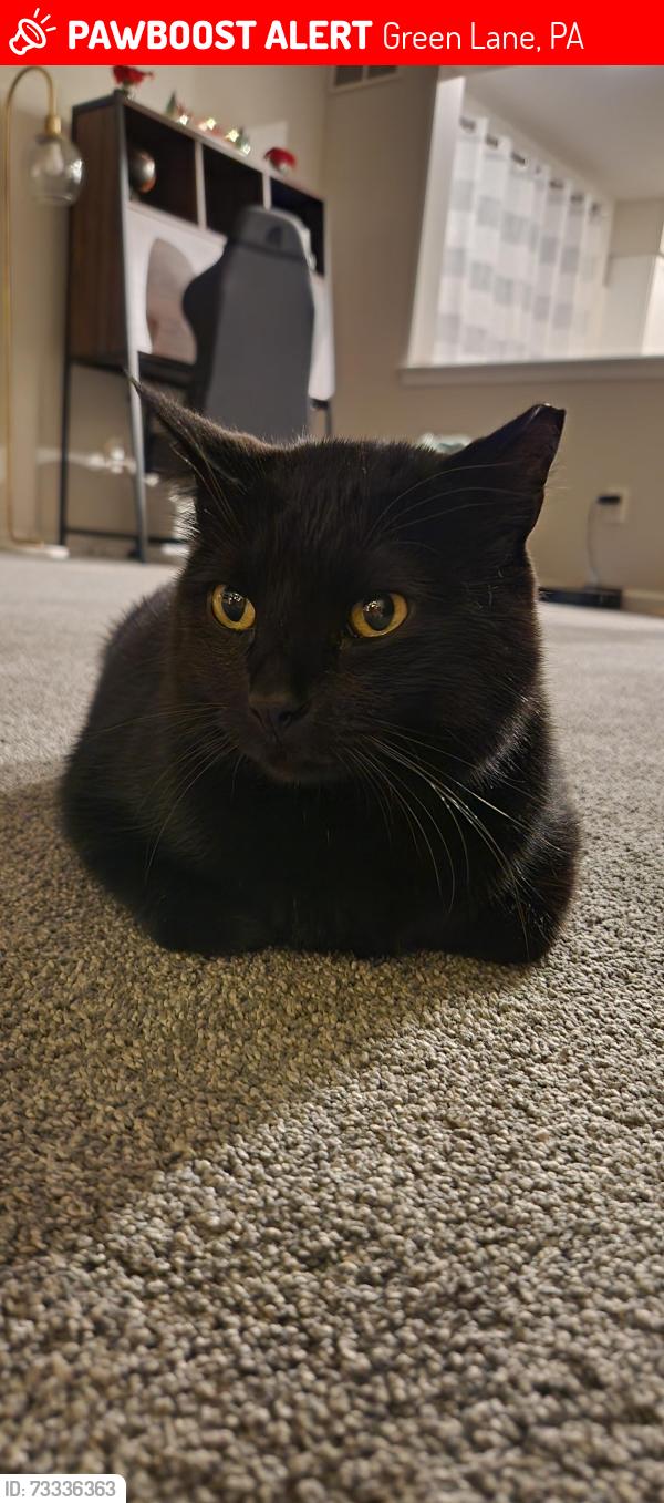 Lost Male Cat last seen Memorial Dr and Independence drive, Green Lane, PA 18054