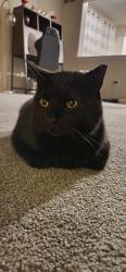 Lost Male Cat last seen Memorial Dr and Independence drive, Green Lane, PA 18054