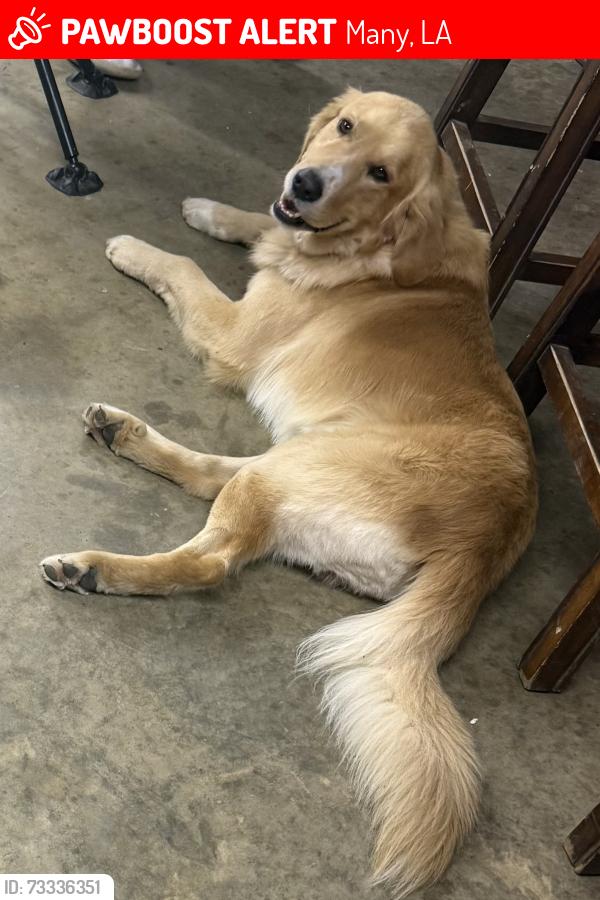 Lost Male Dog last seen ToledoBend Louisiana, Many, LA 71449