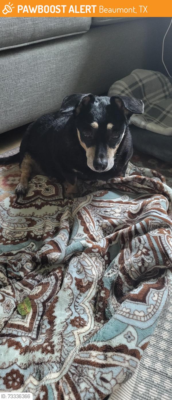 Found/Stray Unknown Dog last seen Clinton at Howell Beaumont TX 77706, Beaumont, TX 77706