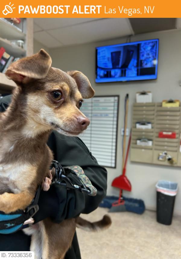 Found/Stray Male Dog last seen Lake mead/Rainbow, Las Vegas, NV 89128