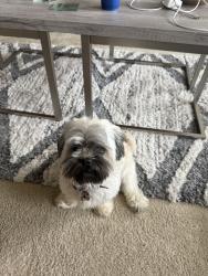 Reunited Female Dog last seen Anderwood Arbor Ln, Pearland, TX 77584, USA, Pearland, TX 77584