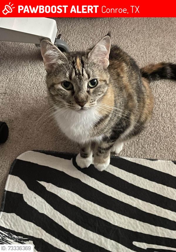 Lost Female Cat last seen Near Jimmy Lane, Conroe, TX 77385