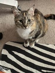 Lost Female Cat last seen Near Jimmy Lane, Conroe, TX 77385
