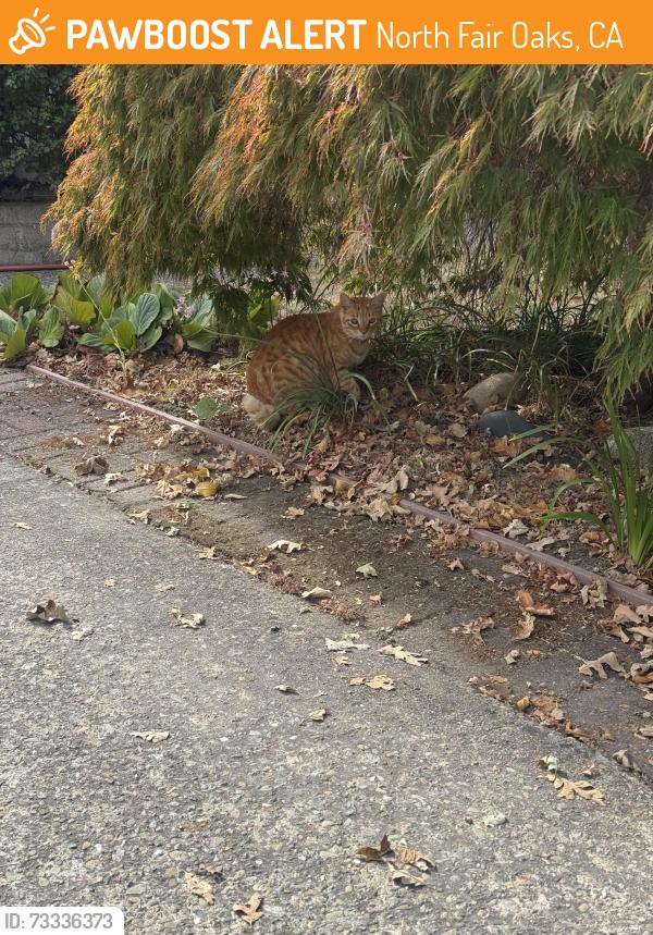 Found/Stray Unknown Cat last seen Bay Rd & Athlone Ct, North Fair Oaks, CA 94063