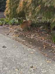 Found/Stray Unknown Cat last seen Bay Rd & Athlone Ct, North Fair Oaks, CA 94063
