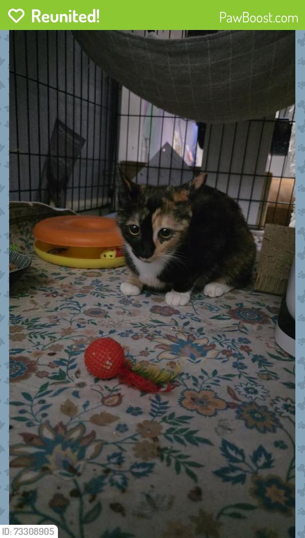 Reunited Female Cat last seen Tavern road and Flo drive, Alpine, CA 91901