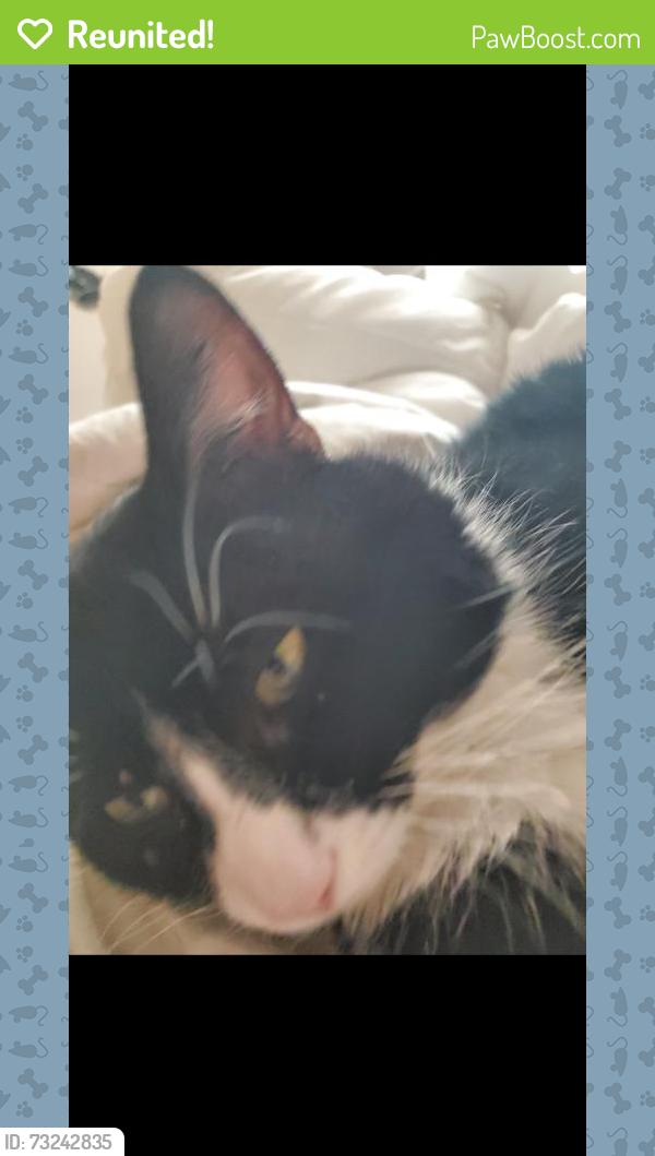 Reunited Male Cat last seen 40th Ave S Moorhead, MN, Moorhead, MN 56560