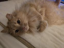 Lost Male Cat last seen The manor apmts, North Brunswick Township, NJ 08902