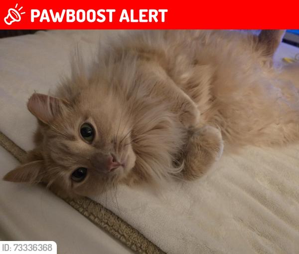Lost Male Cat last seen The manor apmts, North Brunswick Township, NJ 08902