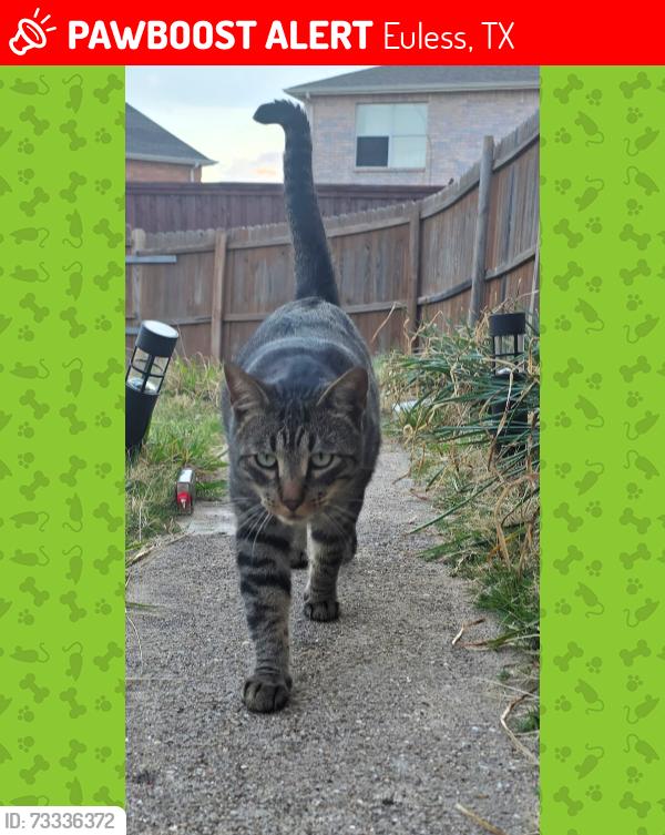 Lost Male Cat last seen Euless family life center, Euless, TX 76039