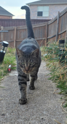 Lost Male Cat last seen Euless family life center, Euless, TX 76039
