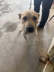 Shelter Stray Female Dog last seen Near BANK ST, 70805, LA, 2550 Gourrier Ave, Baton Rouge, LA 70820, USA