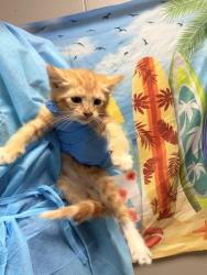 Shelter Stray Male Cat last seen Near James Cox Road, 29627, Anderson County, SC, 1320 US-29, Anderson, SC 29626, USA