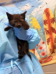 Shelter Stray Female Cat last seen Near James Cox Road, 29627, Anderson County, SC, 1320 US-29, Anderson, SC 29626, USA