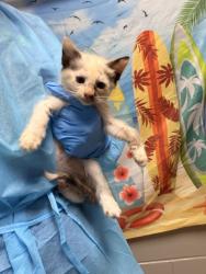 Shelter Stray Female Cat last seen Near James Cox Road, 29627, Anderson County, SC, 1320 US-29, Anderson, SC 29626, USA