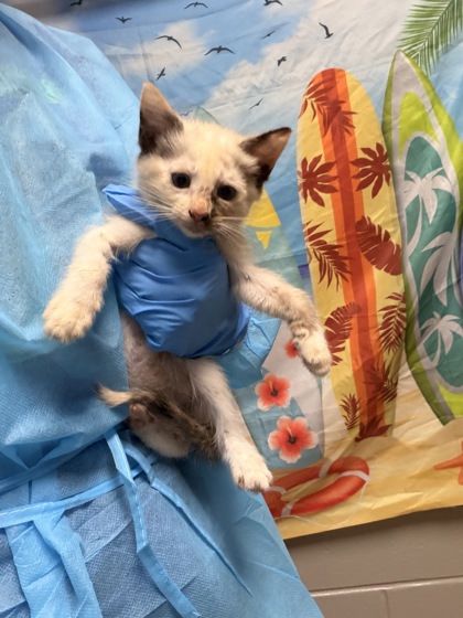Shelter Stray Female Cat last seen Near James Cox Road, 29627, Anderson County, SC, 1320 US-29, Anderson, SC 29626, USA