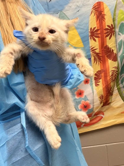 Shelter Stray Male Cat last seen Near James Cox Road, 29627, Anderson County, SC, 1320 US-29, Anderson, SC 29626, USA