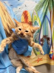 Shelter Stray Male Cat last seen Near James Cox Road, 29627, Anderson County, SC, 1320 US-29, Anderson, SC 29626, USA