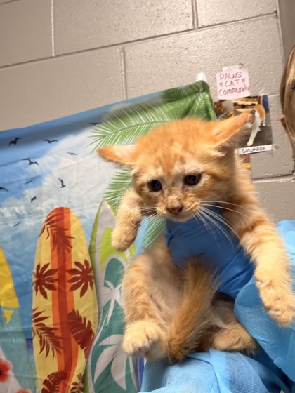 Shelter Stray Male Cat last seen Near James Cox Road, 29627, Anderson County, SC, 1320 US-29, Anderson, SC 29626, USA