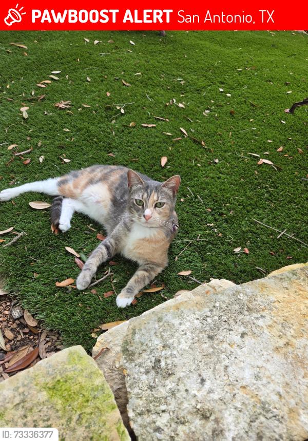 Lost Female Cat last seen Rogers Pass, San Antonio, TX 78258