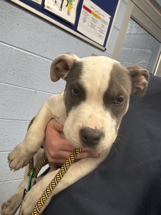 Shelter Stray Male Dog last seen Memorial Dr & Midway RdBelvedere Park, GA 30032, 30032, GA, 3280 Chamblee Dunwoody Rd, Chamblee, GA 30341, USA