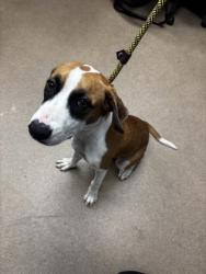 Shelter Stray Female Dog last seen , , GA, 3280 Chamblee Dunwoody Rd, Chamblee, GA 30341, USA